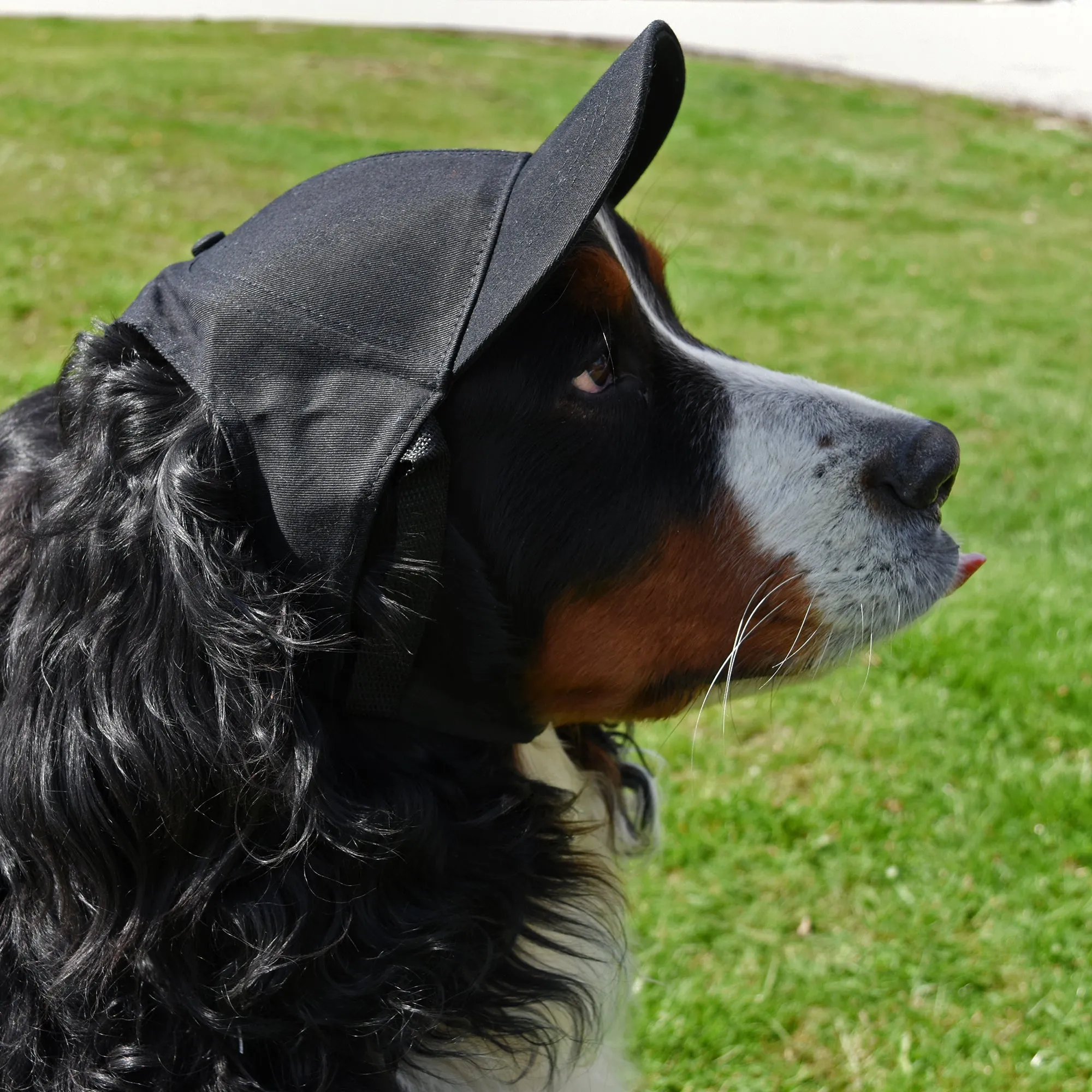 Purdue University Pet Baseball Hat