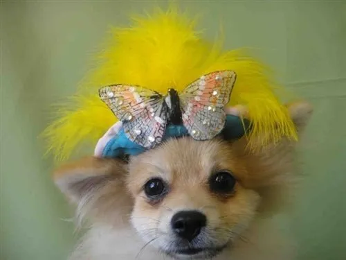 Yellow Feather Butterfly Teal Hat - Cat or Dog
